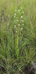 Habenaria nyikana