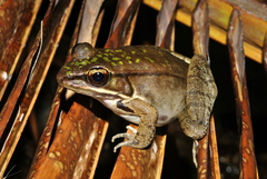 Lithobates maculatus