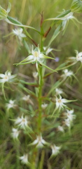Habenaria nyikana