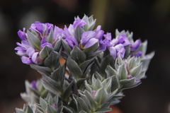 Amphithalea imbricata