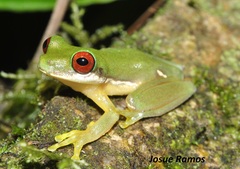 Duellmanohyla salvavida