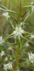Habenaria nyikana