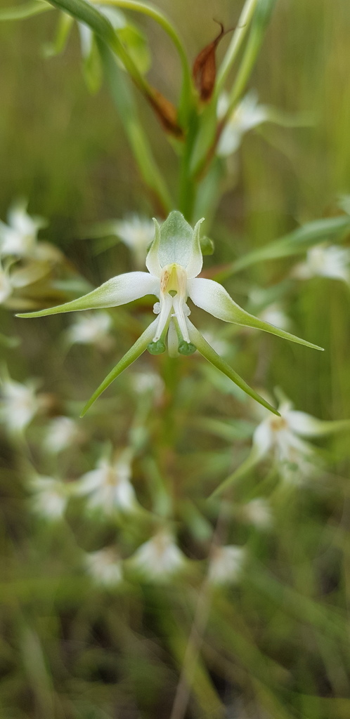 Greenpad Ghost Orchid
