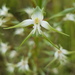 Greenpad Ghost Orchid - Photo (c) Pieter, some rights reserved (CC BY-NC), uploaded by Pieter
