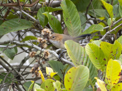 Ramphocaenus melanurus