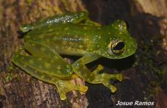 Sachatamia albomaculata