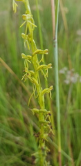 Habenaria filicornis