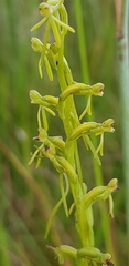 Habenaria filicornis