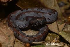 Hognosed Pit Viper photo 4