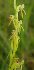 Habenaria filicornis