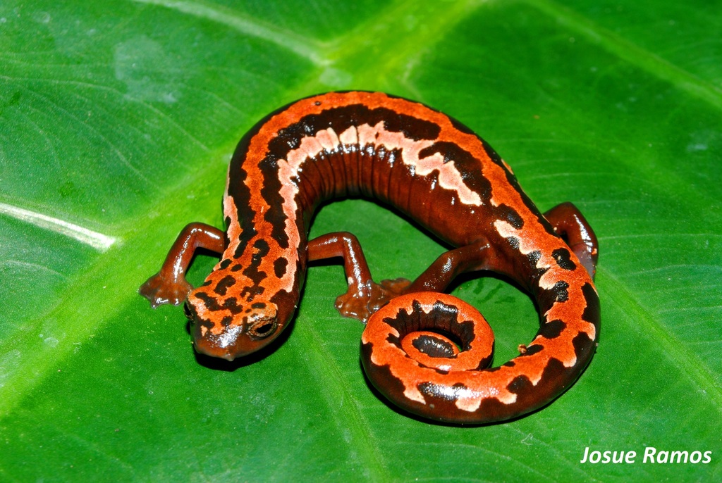 Black-And-Gold Salamander