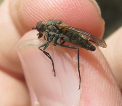 Spaniinae