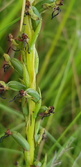 Habenaria filicornis