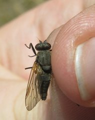Spaniinae