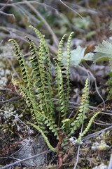 Asplenium viride image