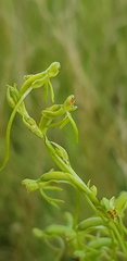Habenaria filicornis