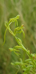 Habenaria filicornis