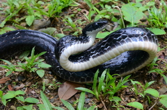 Chironius grandisquamis