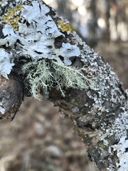 Usnea perplexans