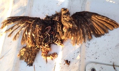 Aegolius acadicus brooksi