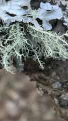 Usnea perplexans