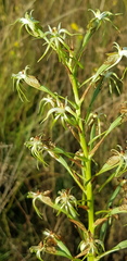 Habenaria nyikana