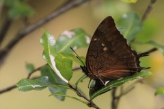 Charaxes karkloof trimeni