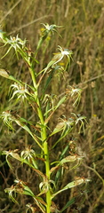 Habenaria nyikana