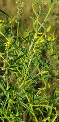 Crotalaria sphaerocarpa