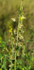 Crotalaria sphaerocarpa