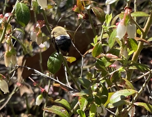 Habropoda laboriosa image