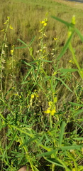 Crotalaria sphaerocarpa