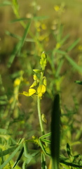 Crotalaria sphaerocarpa