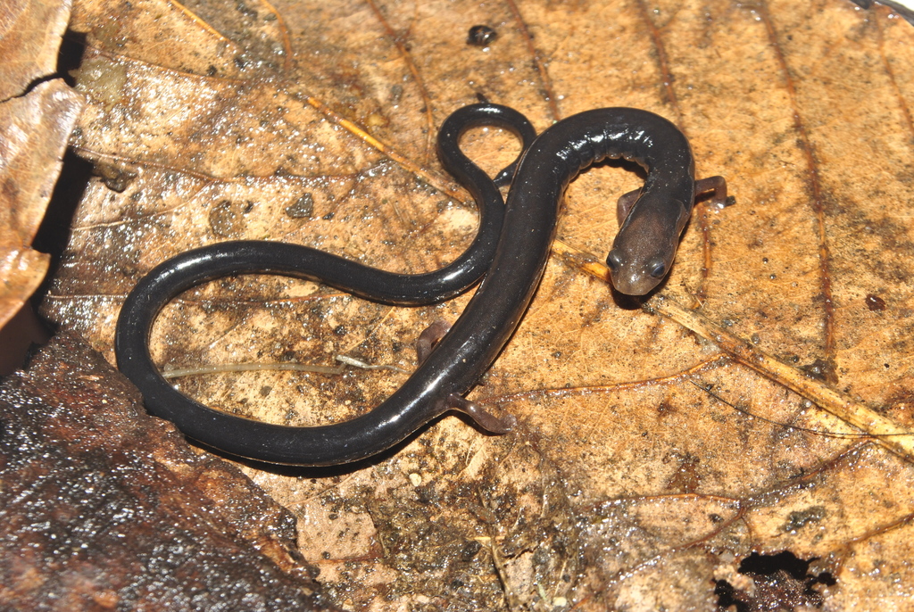 Cerro Grande Worm Salamander
