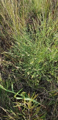 Crotalaria sphaerocarpa