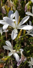 Barleria pretoriensis