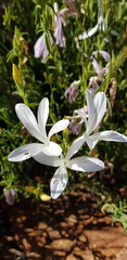 Barleria pretoriensis