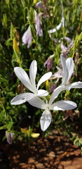 Barleria pretoriensis