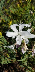 Barleria pretoriensis
