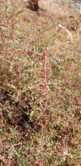 Indigofera adenoides