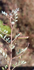 Indigofera adenoides