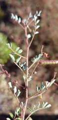 Indigofera adenoides