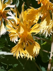 Tropaeolum seemannii