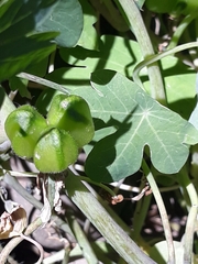Tropaeolum seemannii