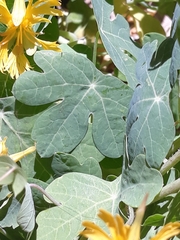 Tropaeolum seemannii