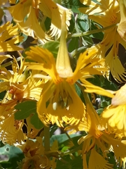 Tropaeolum seemannii