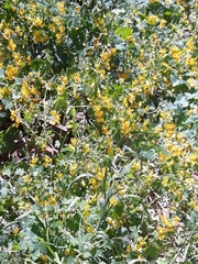 Tropaeolum seemannii