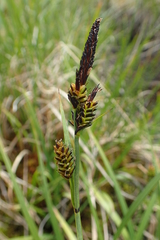 Carex schmidtii