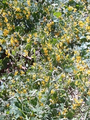 Tropaeolum seemannii