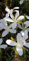 Barleria pretoriensis